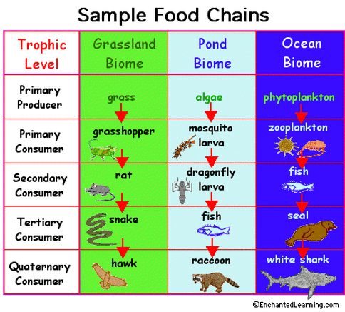 food primary web producer chains chain webs plankton gif